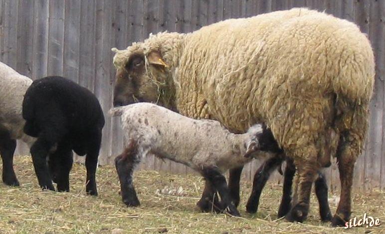 Stillendes Schaf