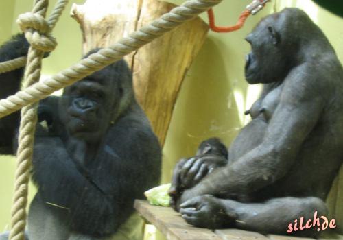 Gorillafamilie mit Sugling (Quelle: arpix.de)