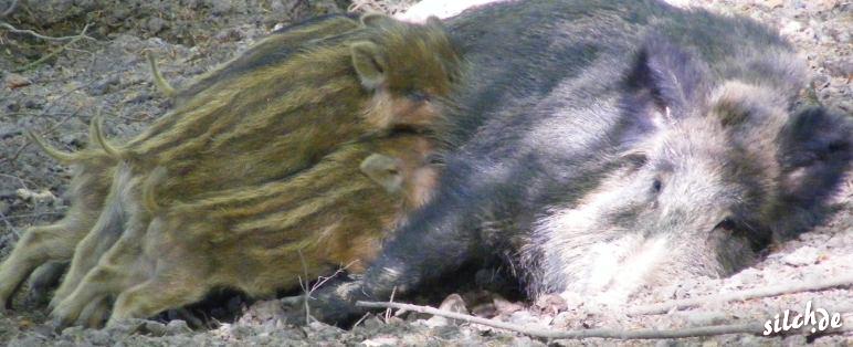 Stillende Frischlinge mit Wildschweinmutter (Quelle: arpix.de)